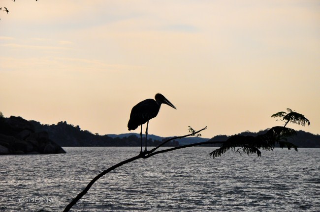 stock photo of Marabou Stork 