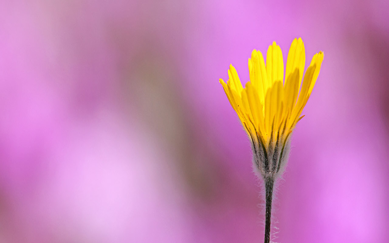 PhotoNaturalist's eBook on Wildflowers Photography cover image