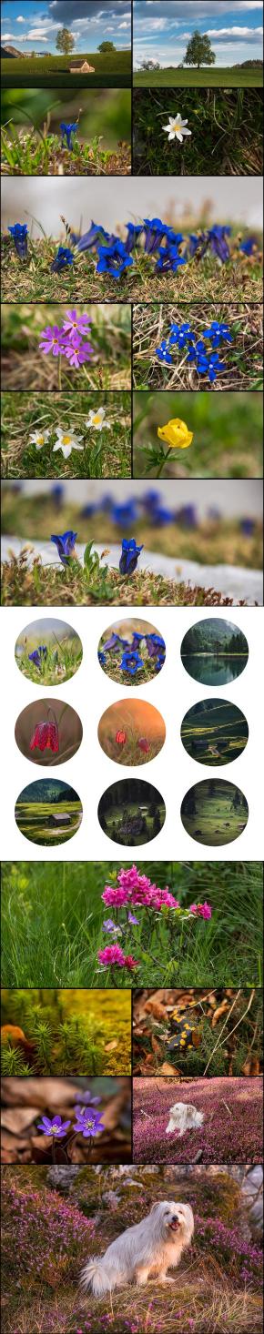 500+ High-Resolution Stock Photos Bundle preview of many nature photos