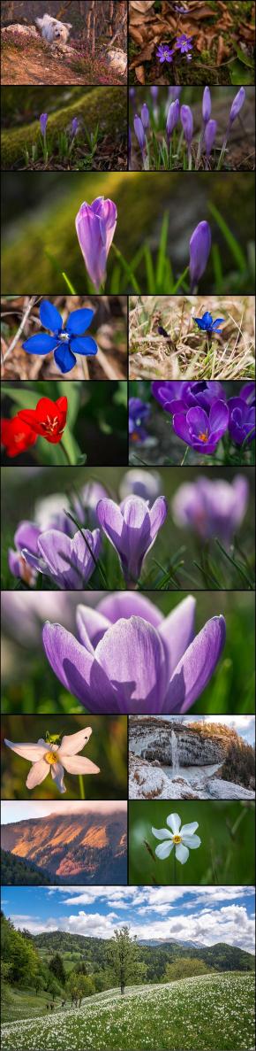 A collage of various natural flowers in the nature