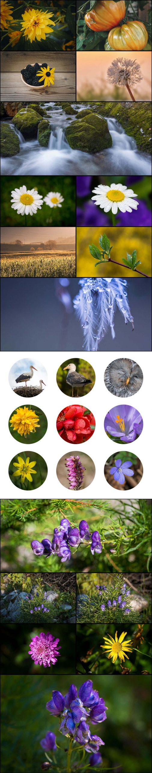 Flower-Macro-images Long carousal of flower macro images