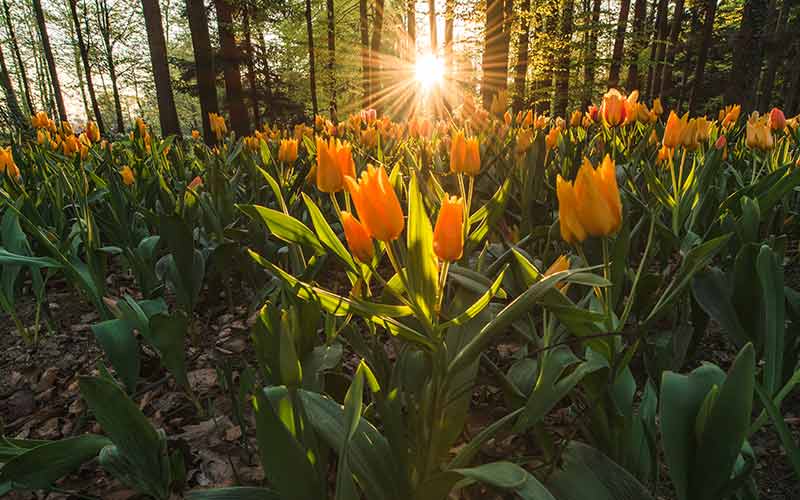 Spring Background images collection displaying beautiful tulips