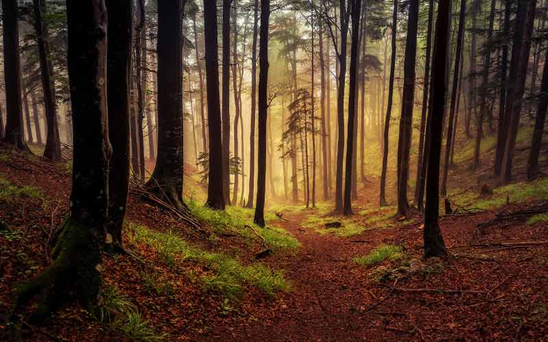 Image displaying dense forest with sunlight and shadows