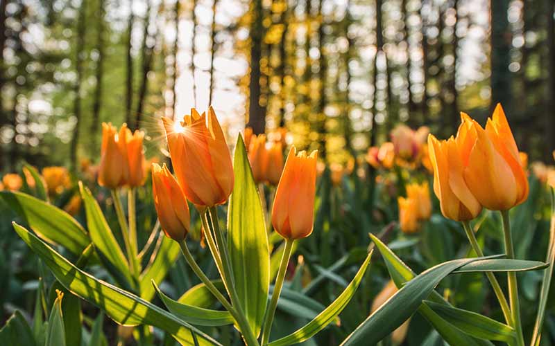 Yellow tulips wallpaper