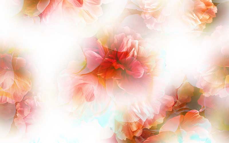 Red flowers with white background