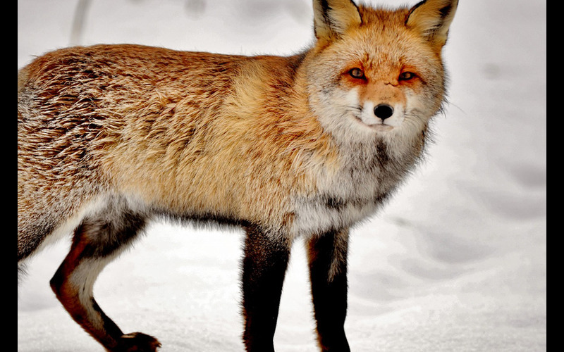 A fox standing against a snowy background in CutOut 9 Pro - remove background from photo