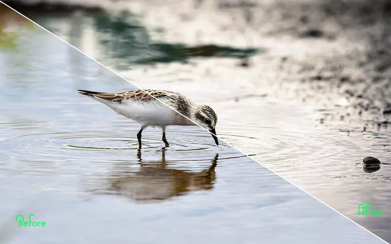 Landscape actions applied to an image of a bird