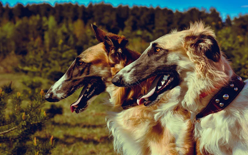 lightroom animal presets, lr color presets