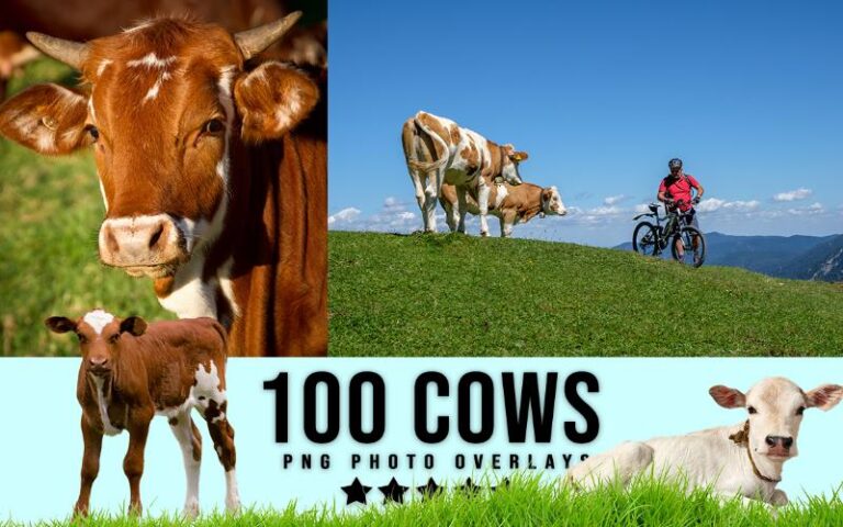 A collage of cow animal png