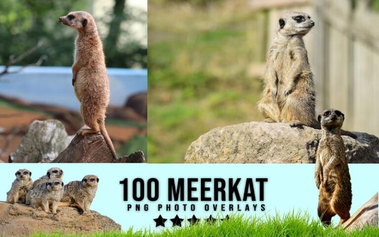 A collage of meerkat animal png