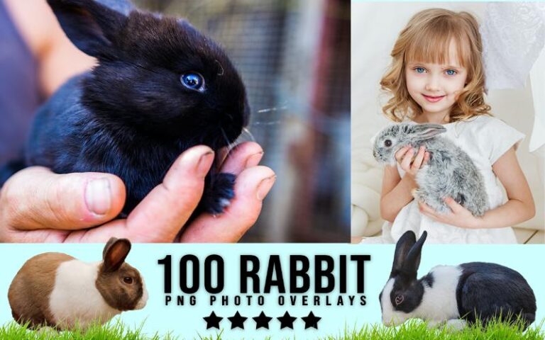 A collage of rabbit animal png