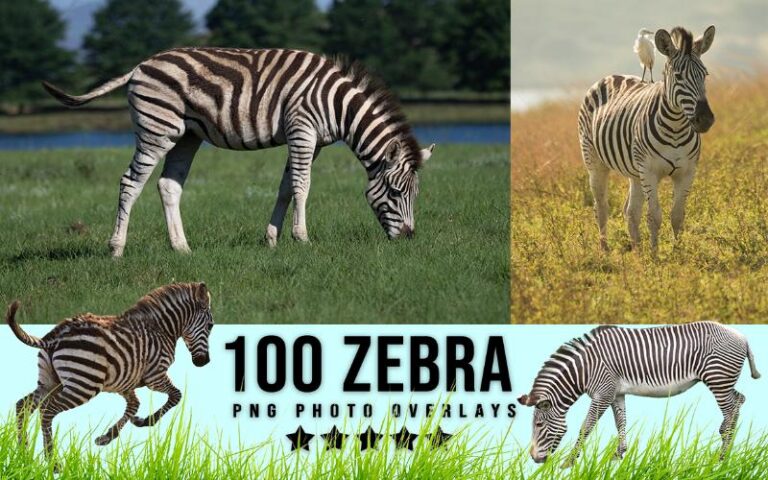 A collage of Zebra animal png