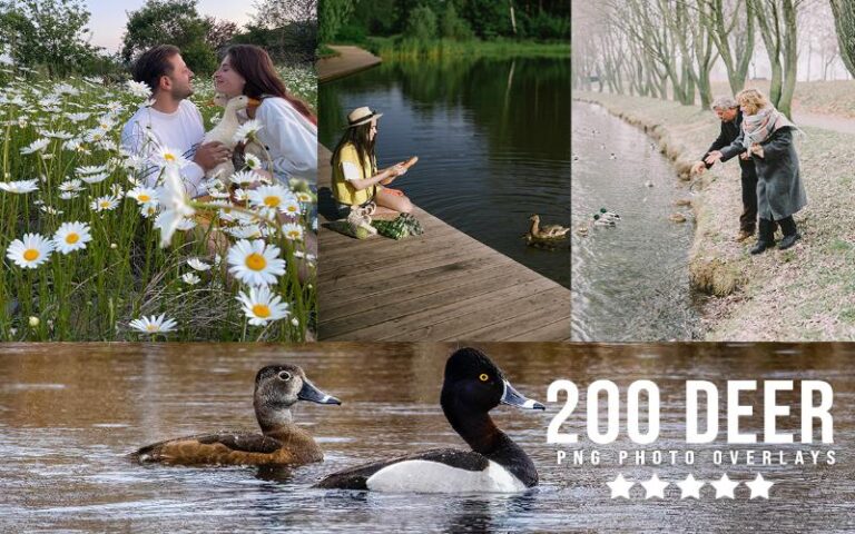 A collage of duck images