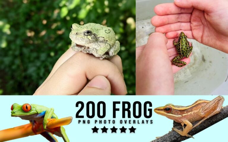 A collage of frog images