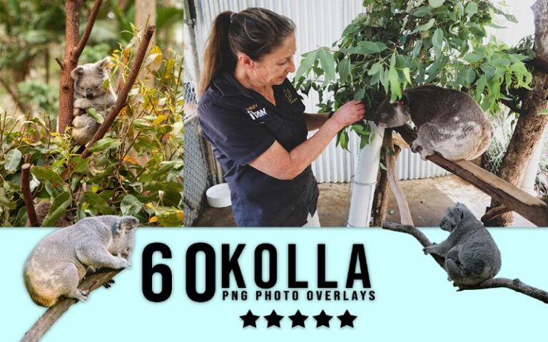 A collage of koala images