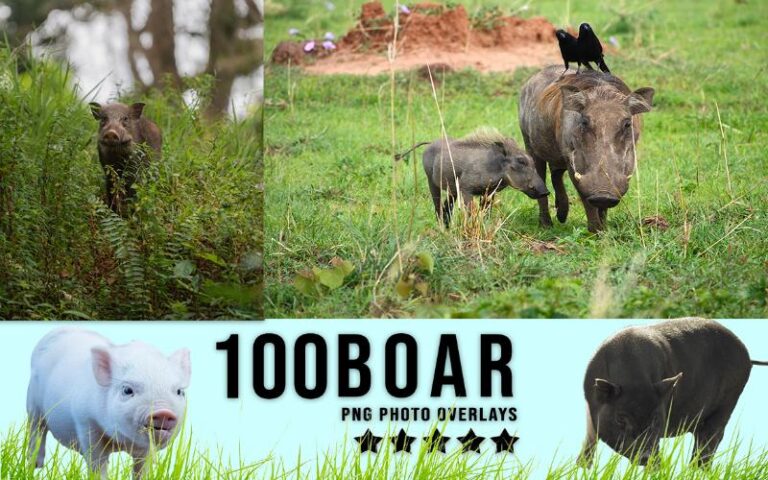 A collage of boar animal png