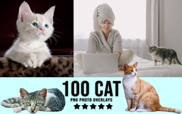 A collage of cat animal png