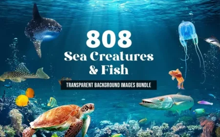 Sea Creatures Fish Transparent Background Images