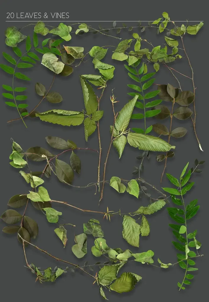 Green leaf graphics, vintage ephemera images