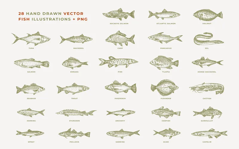 Preview of fish illustrations