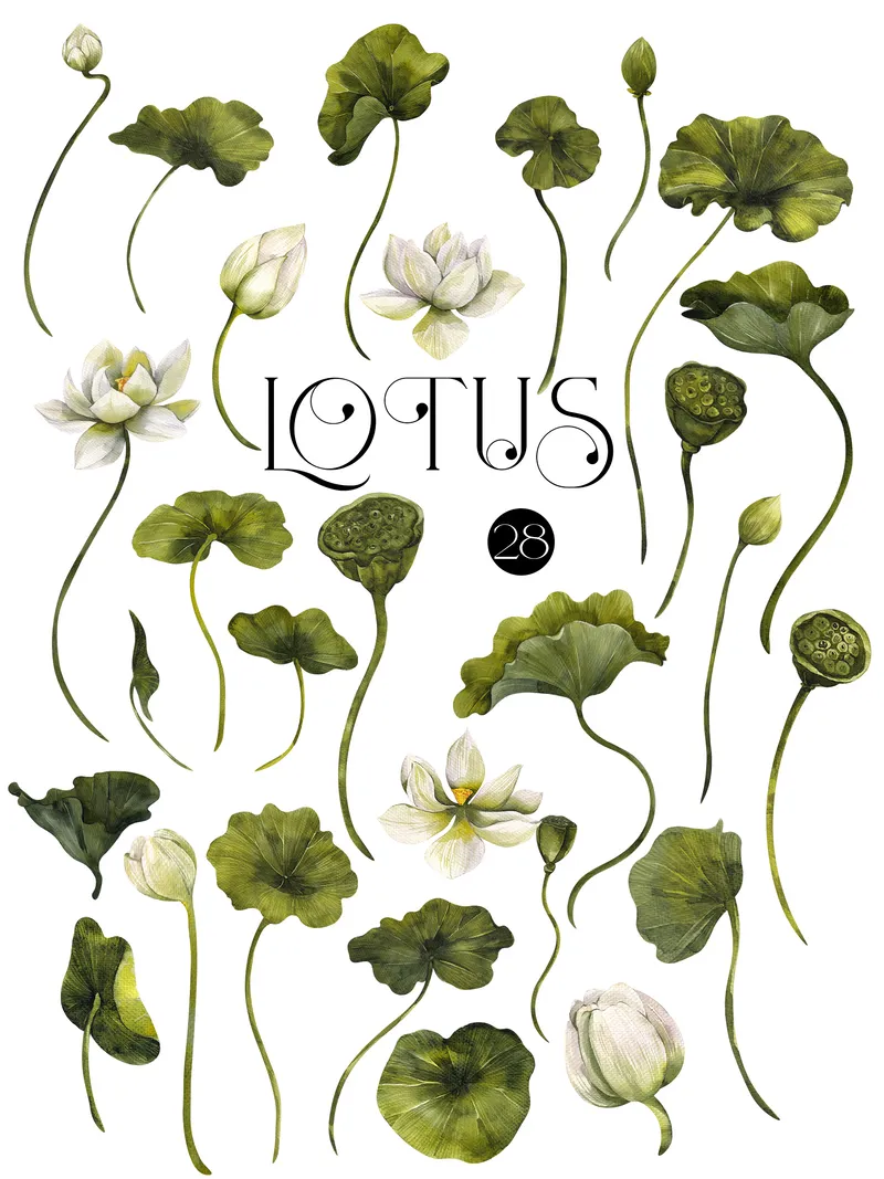 Preview of green lotus illustrations